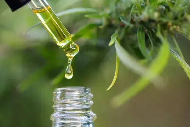Cannabis oil dripping from dropper into glass bottle with marijuana plant
